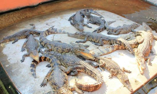 鱷魚養殖行業投資分析 鱷魚市場需求規模保持每年10%增長