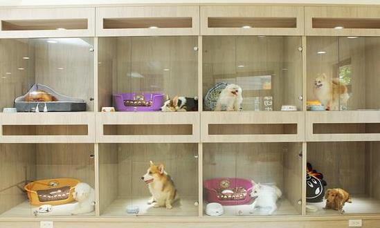 寵物寄存處行業發展分析 寵物市場正迎來高速增長期