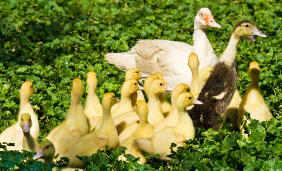 肉禽行業發展現狀調研 肉禽未來市場規模預測2023 