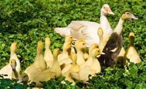 肉禽行業發展現狀調研 肉禽未來市場規模預測2023 