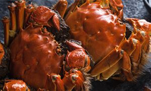 一只2000元 網(wǎng)紅蟹中之王上市了 今年最佳的品蟹時(shí)間是什么時(shí)候