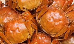 今年第一簍上岸 陽澄湖大閘蟹節(jié)前陸續(xù)上市 消費需求旺盛