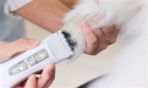 2023寵物電器行業市場未來發展趨勢預測