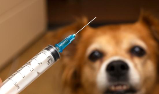 寵物賽道正在迎來新一輪風口！2023年中國寵物疫苗行業市場發展現狀