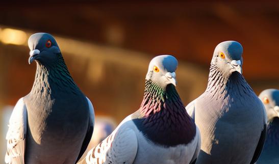 2023年中國(guó)肉鴿市場(chǎng)發(fā)展現(xiàn)狀分析：英德市年產(chǎn)肉鴿4000多萬(wàn)羽，年產(chǎn)值約6億元