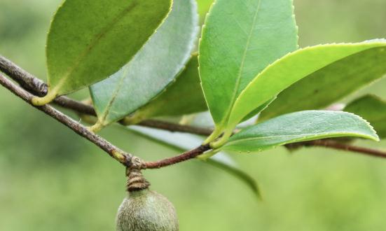 茶籽油市場發(fā)展現(xiàn)狀調(diào)查及市場規(guī)模預(yù)測 未來茶油市場需求將會非常旺盛