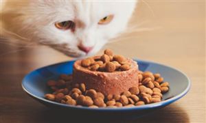 中國寵物罐頭市場現狀及發展方向分析