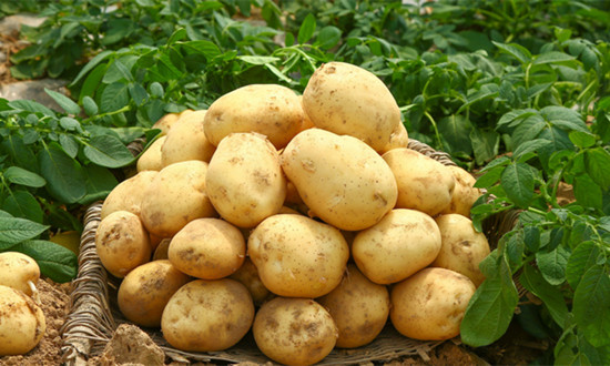 土豆行業產量、種植面積及前景趨勢分析