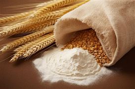 小麥飼用替代作用較明顯 深入實施飼料糧減量替代行動