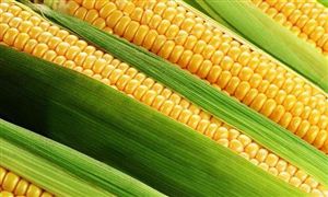 大力培育甜玉米種植 2023甜玉米行業發展分析及市場需求