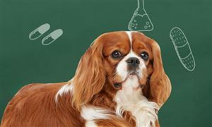 中國寵物醫藥企業品牌發展狀況 寵物醫藥行業消費情況分析