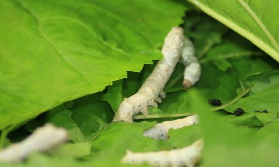 我國柞蠶繭產量占世界總產量的90%以上      桑蠶養殖行業前景分析
