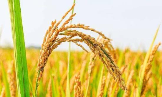 湖南雜交水稻供種量占全國1/3以上 水稻種植行業現狀調查與發展趨勢