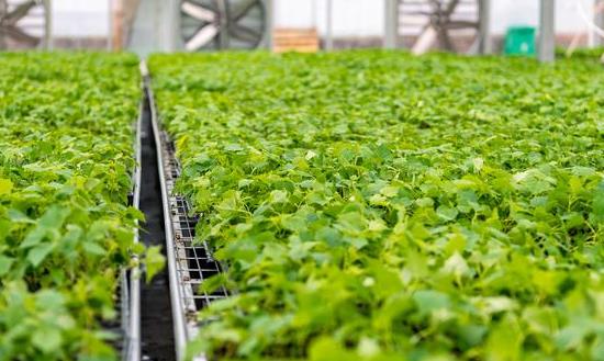 2024互聯網+農業發展前景及現狀：前三季度全國農村網絡零售額達1.7萬億元