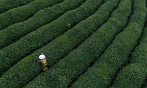 全國秋糧收獲過九成半 中國糧食市場發展態勢分析