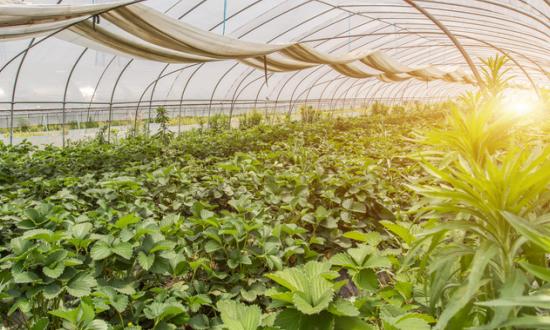 互聯網+農業行業發展前景趨勢及現狀分析2024