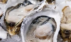 韓國這一海鮮 對華出口額同比增長近300% 產業+文化+旅游 蠔業新生態 