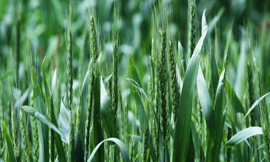冬小麥面積將繼續保持穩定 小麥行業市場機遇分析2023