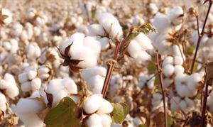 國內(nèi)棉花供給較為充足  進口棉花數(shù)量一直呈現(xiàn)下降趨勢