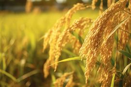 2023中國智慧農機市場快速發展趨勢