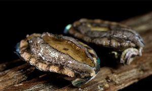 降降降 這種名貴食材鮑魚 便宜了 價格創(chuàng)近10年新低 鮑魚養(yǎng)殖行業(yè)現狀調研