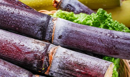 我國甘蔗產業市場調研及市場規模預測分析