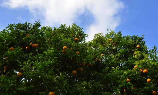 柑橘行業深度分析：柑橘銷售已進入尾聲 柑橘的經濟價值和市場潛力十分巨大