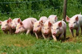 國(guó)家發(fā)改委：目前供需格局改善不明顯 生豬漲價(jià)或難以持續(xù) 生豬行業(yè)深度發(fā)展研究分析