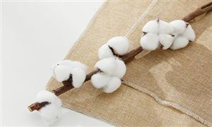 棉花市場發(fā)展現(xiàn)狀調(diào)查 2023年全國棉花總產(chǎn)量561.8萬噸