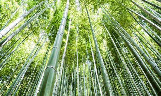 竹子行業發展前景機遇深度調研2024