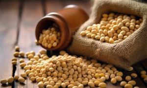 官方最新公布 明年糧食生產總體目標 確定了保持在1.3萬億斤以上 大豆行業市場機遇分析