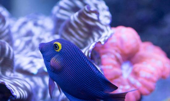 海洋生物醫藥行業前景：目前我國海洋生物醫藥產業的年產值已達數百億元的規模