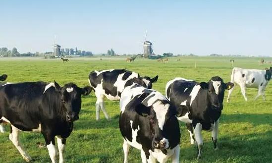 2024畜牧行業深度調研：畜禽養殖規模化率達到78%以上