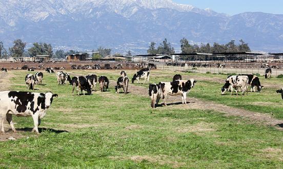 優質牧草行業現狀及前景分析2024