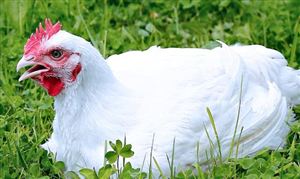 海外禽流感肆虐抑制進口 雞肉供給或再度緊縮 鮮雞肉行業發展現狀分析