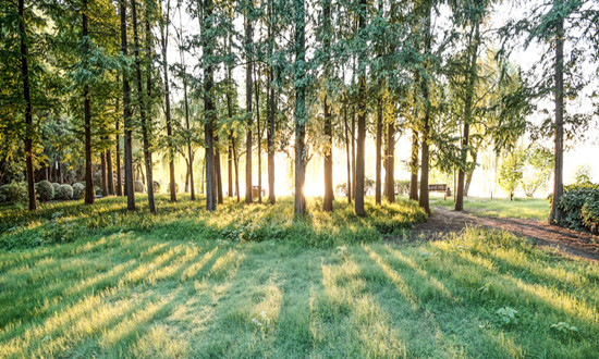 森林防火行業發展趨勢機遇深度分析2024