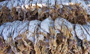 2024年中國水產品加工行業市場現狀及發展趨勢