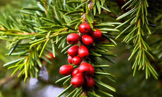紅豆杉被稱作“植物界的大熊貓” 紅豆杉產(chǎn)業(yè)未來前景趨勢分析