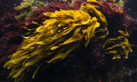 2024中國海藻鉀肥行業發展狀況及市場需求分析