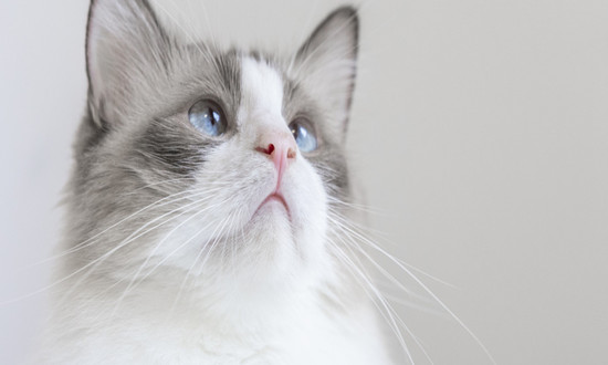 中國獸藥行業(yè)發(fā)展現(xiàn)狀及市場機(jī)遇分析2024