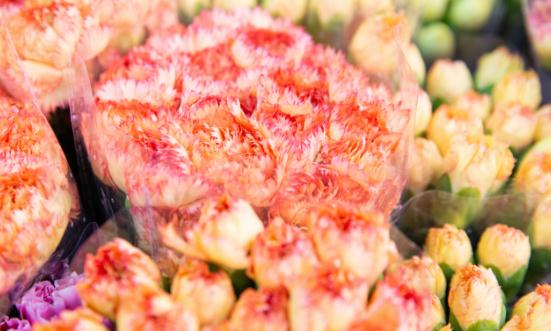 2024鮮切花市場行業競爭分析及發展前景預測