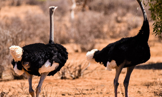 鴕鳥“鴕”起致富夢 鴕鳥養殖行業市場前景分析