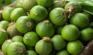 中國(guó)檳榔行業(yè)市場(chǎng)現(xiàn)狀及面臨的挑戰(zhàn)分析