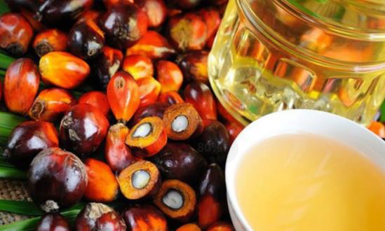 棕桐油行業發展分析與市場行情走勢：棕櫚油漲勢可期