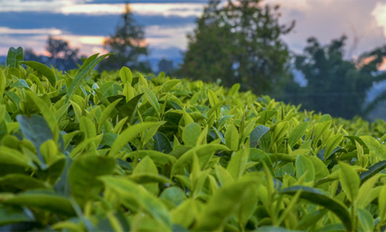 中國茶旅一體化行業發展現狀及投資前景分析