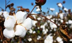 棉花大國大幅下調產量 國內下游基本面逐步改善 棉花行業未來發展趨勢及產業鏈分析報告