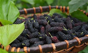 中國桑葚行業市場需求及發展現狀分析