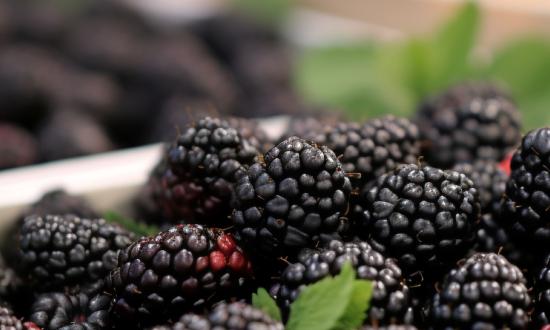 2024我國桑葚行業(yè)市場深度調(diào)研分析