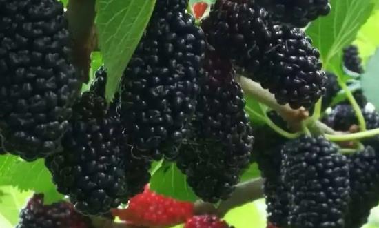 桑葚行業(yè)前景研究、市場需求、經(jīng)濟(jì)價(jià)值