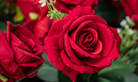 玫瑰花露行業產業鏈全景分析及市場發展研究